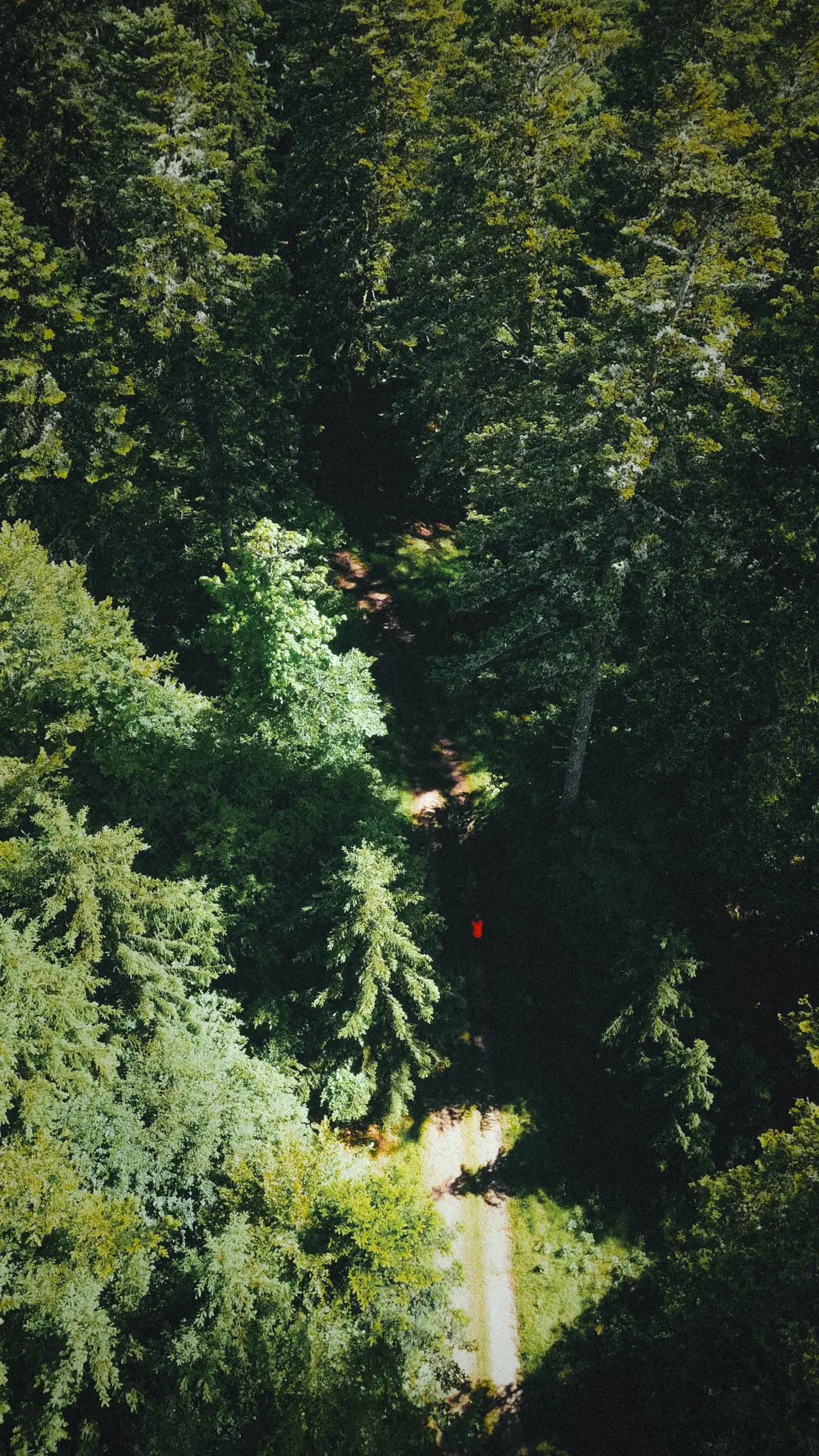 The Grain 2026 — Vue aérienne en forêt