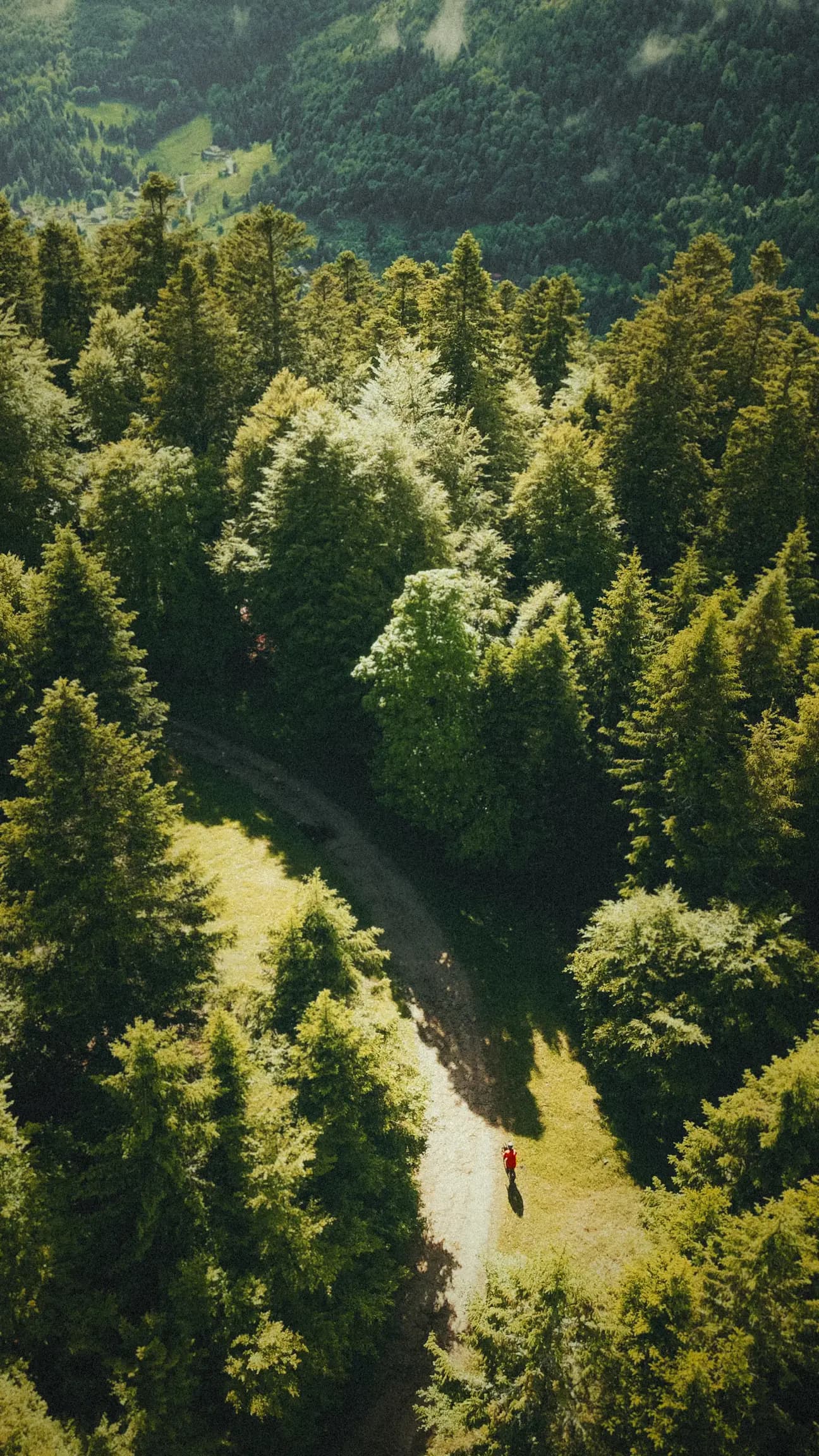 The Grain 2026 — Vue aérienne, forêt de montagne