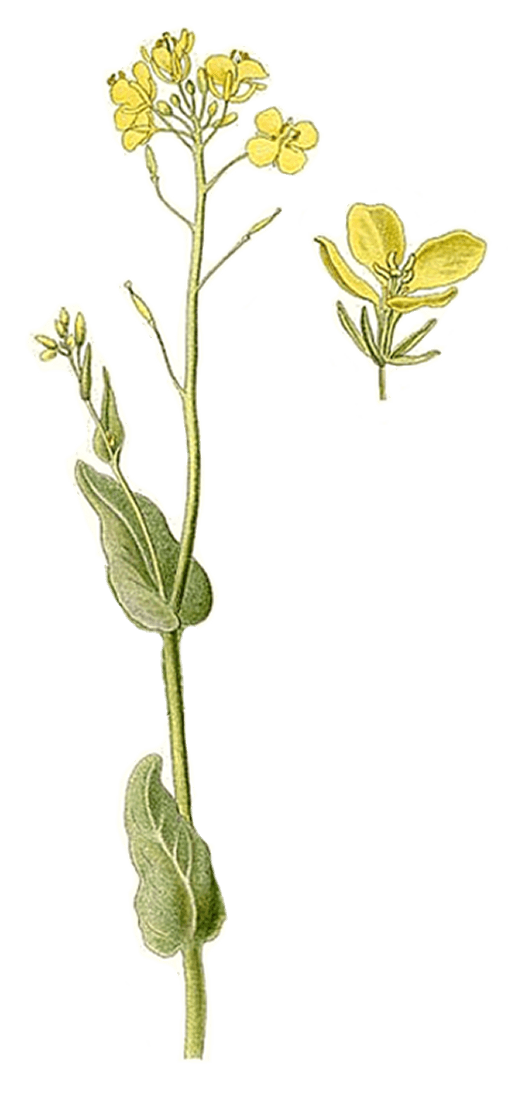 Mustard flower illustration